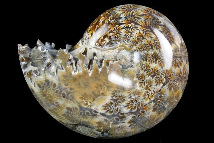 3.7" Polished, Agatized Ammonite (Phylloceras?) - Madagascar